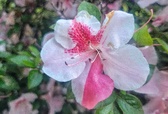 May 2 Library Flowers 