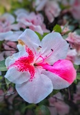 Enlarge photo 25