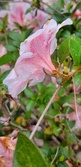 Enlarge photo 30
