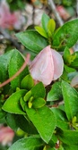 Enlarge photo 71