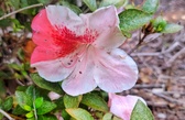 Enlarge photo 66