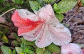 Enlarge photo 65