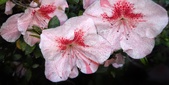 Enlarge photo 72