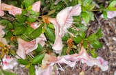 Enlarge photo 73