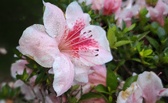 Enlarge photo 75