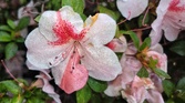 Enlarge photo 76