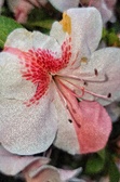 Enlarge photo 59
