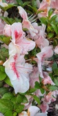 Enlarge photo 78