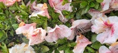 Enlarge photo 81