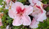 Enlarge photo 82