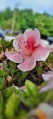 Enlarge photo 84