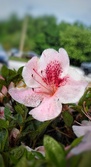 Enlarge photo 83