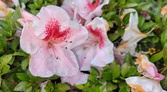 Enlarge photo 85