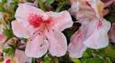 Enlarge photo 86