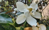 Enlarge photo 118