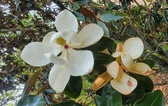 Enlarge photo 119