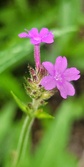 Enlarge photo 127