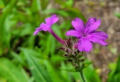 Enlarge photo 132