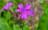 Enlarge photo 133