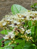 Enlarge photo 137