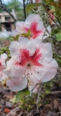 Enlarge photo 88