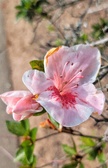 Enlarge photo 93
