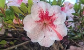Enlarge photo 90