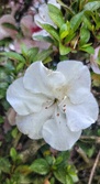Enlarge photo 97