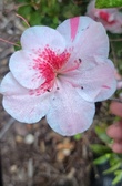 Enlarge photo 98