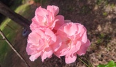 Enlarge photo 104