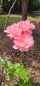 Enlarge photo 103
