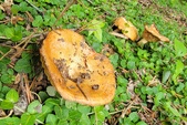 Enlarge photo 116