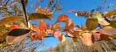 Enlarge photo 72