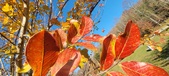Enlarge photo 73