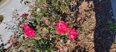 Enlarge photo 62