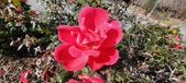 Enlarge photo 61