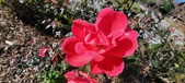 Enlarge photo 60