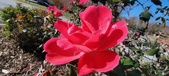 Enlarge photo 59