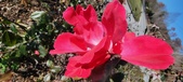 Enlarge photo 56