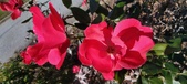 Enlarge photo 55