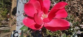 Enlarge photo 54