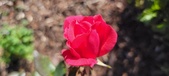 Enlarge photo 53