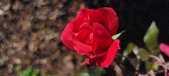 Enlarge photo 52