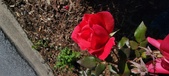 Enlarge photo 51