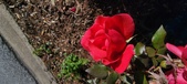 Enlarge photo 50