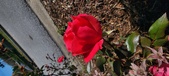 Enlarge photo 49