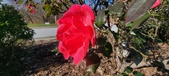 Enlarge photo 45