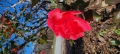 Enlarge photo 42