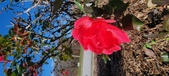 Enlarge photo 41