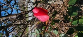 Enlarge photo 39